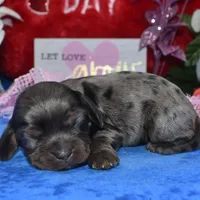 StellaBluetanmerle, a female Cocker Spaniel and Miniature Dachshund for sale in Colorado Springs, CO – Photo 1 of 4