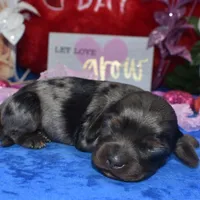 StellaBluetanmerle, a female Cocker Spaniel and Miniature Dachshund for sale in Colorado Springs, CO – Photo 2 of 4