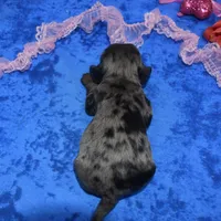 StellaBluetanmerle, a female Cocker Spaniel and Miniature Dachshund for sale in Colorado Springs, CO – Photo 4 of 4