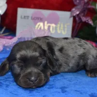 StellaBluetanmerle, a female Cocker Spaniel and Miniature Dachshund for sale in Colorado Springs, CO – Photo 3 of 4
