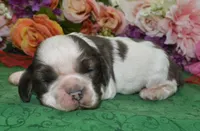 AKCChocolateSablePartiMerleCockerPup, a male Cocker Spaniel for sale in Peyton, CO – 3 of 4