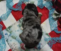 AKCbluetanmerlecockerpuppy, a male Cocker Spaniel for sale in Peyton, CO – 4 of 4