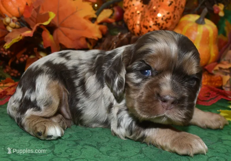 AKCtweedchocolatetanmerleblueeyescockerpup – Cocker Spaniel puppy for sale in Peyton, CO