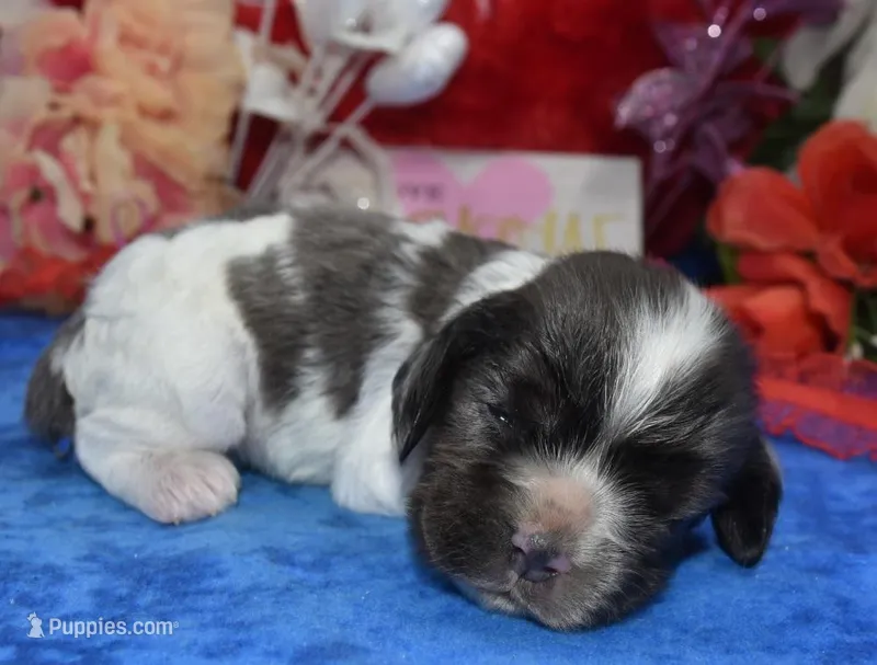 AKCsablepartimerlecockerpup