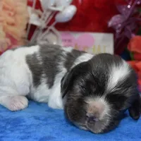 AKCsablepartimerlecockerpup, a male Cocker Spaniel for sale in Colorado Springs, CO – Photo 1 of 4