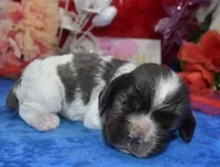 AKCsablepartimerlecockerpup, a male Cocker Spaniel for sale in Colorado Springs, CO – Photo 1 of 4