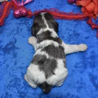 AKCsablepartimerlecockerpup, a male Cocker Spaniel for sale in Colorado Springs, CO – Photo 4 of 4
