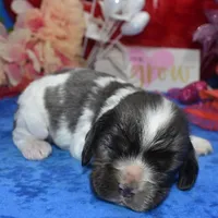 AKCsablepartimerlecockerpup, a male Cocker Spaniel for sale in Colorado Springs, CO – Photo 2 of 4