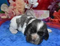 AKCsablepartimerlecockerpup, a male Cocker Spaniel for sale in Colorado Springs, CO – Photo 2 of 4