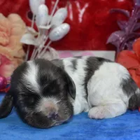 AKCsablepartimerlecockerpup, a male Cocker Spaniel for sale in Colorado Springs, CO – Photo 3 of 4