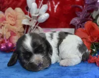 AKCsablepartimerlecockerpup, a male Cocker Spaniel for sale in Colorado Springs, CO – Photo 3 of 4