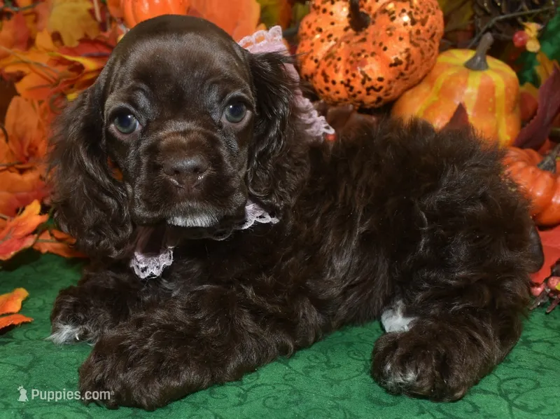 AKCLaylachocolatecockerpup – Cocker Spaniel puppy for sale in Peyton, CO