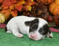 ZoeychocolatePartiDoxiePoo, a female Poodle - Toy  and Miniature Dachshund for sale in Peyton, CO – 2 of 4