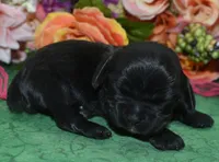 AKCAspenBlackCockerPup, a female Cocker Spaniel for sale in Peyton, CO – 1 of 4