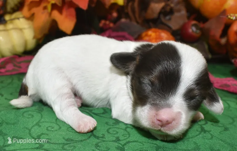 ZoeychocolatePartiDoxiePoo – Poodle - Toy , Miniature Dachshund puppy for sale in Peyton, CO
