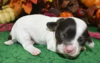 ZoeychocolatePartiDoxiePoo, a female Poodle - Toy  and Miniature Dachshund for sale in Peyton, CO – 1 of 4