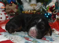 AKCblacktancockerpuppy, a male Cocker Spaniel for sale in Peyton, CO – 2 of 4