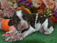 AKCBentleychocolatetanParticockerpup, a male Cocker Spaniel for sale in Peyton, CO – 1 of 3