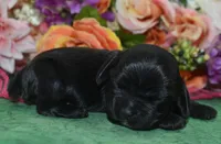 AKCAspenBlackCockerPup, a female Cocker Spaniel for sale in Peyton, CO – 2 of 4