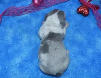 AKCBellaHold, a female Miniature Dachshund for sale in Colorado Springs, CO – Photo 3 of 4