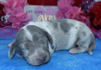 AKCBellaHold, a female Miniature Dachshund for sale in Colorado Springs, CO – Photo 4 of 4