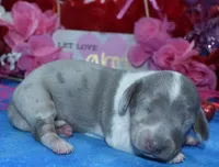 AKCBellaHold, a female Miniature Dachshund for sale in Colorado Springs, CO – Photo 2 of 4