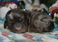 AKCbluetanmerlecockerpuppy, a male Cocker Spaniel for sale in Peyton, CO – 2 of 4