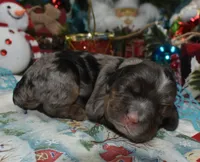 AKCbluetanmerlecockerpuppy, a male Cocker Spaniel for sale in Peyton, CO – 1 of 4