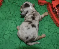 BlazetweedchocolatetanMerleDoxiepoo, a male Poodle - Toy  and Miniature Dachshund for sale in Peyton, CO – 3 of 3