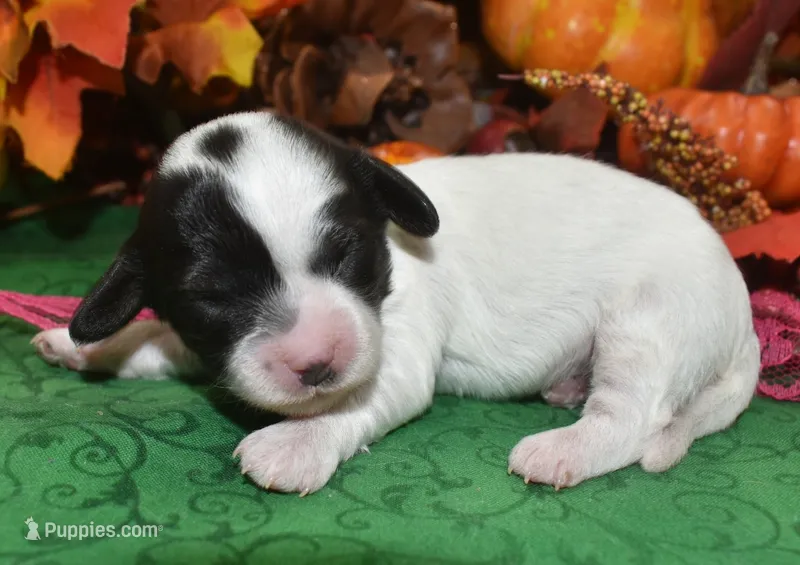BellablackPartiDoxiepoo – Poodle - Toy , Miniature Dachshund puppy for sale in Peyton, CO