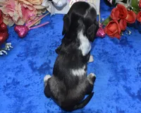 SabrinaTweedsabletanmerle, a female Cocker Spaniel and Miniature Dachshund for sale in Colorado Springs, CO – Photo 4 of 4