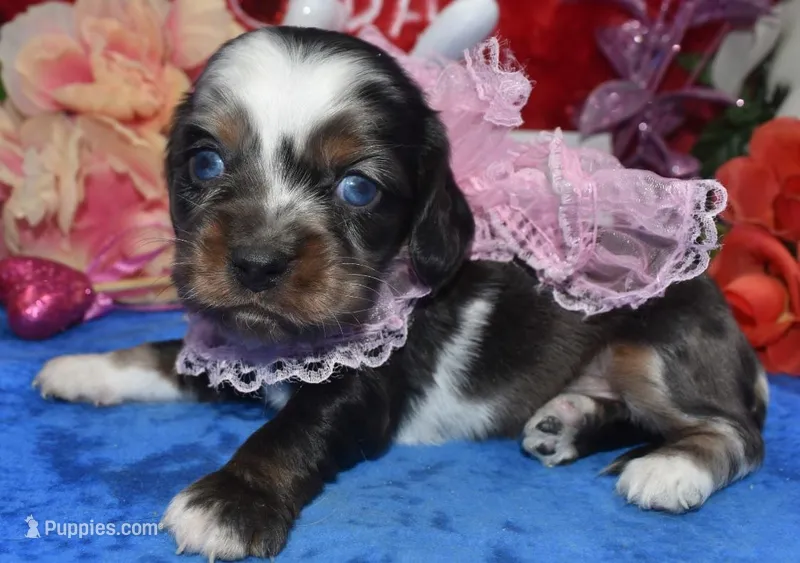 SabrinaTweedsabletanmerle