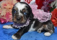 SabrinaTweedsabletanmerle, a female Cocker Spaniel and Miniature Dachshund for sale in Colorado Springs, CO – Photo 1 of 4