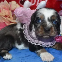 SabrinaTweedsabletanmerle, a female Cocker Spaniel and Miniature Dachshund for sale in Colorado Springs, CO – Photo 3 of 4