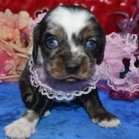SabrinaTweedsabletanmerle, a female Cocker Spaniel and Miniature Dachshund for sale in Colorado Springs, CO – Photo 2 of 4
