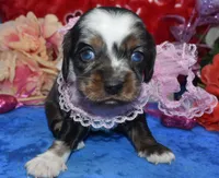 SabrinaTweedsabletanmerle, a female Cocker Spaniel and Miniature Dachshund for sale in Colorado Springs, CO – Photo 2 of 4