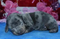 AKCLolaHold, a female Miniature Dachshund for sale in Colorado Springs, CO – Photo 2 of 4