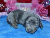 AKCLolaHold, a female Miniature Dachshund for sale in Colorado Springs, CO – Photo 4 of 4