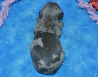 AKCLolaHold, a female Miniature Dachshund for sale in Colorado Springs, CO – Photo 3 of 4