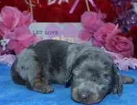 AKCLolaHold, a female Miniature Dachshund for sale in Colorado Springs, CO – Photo 1 of 4