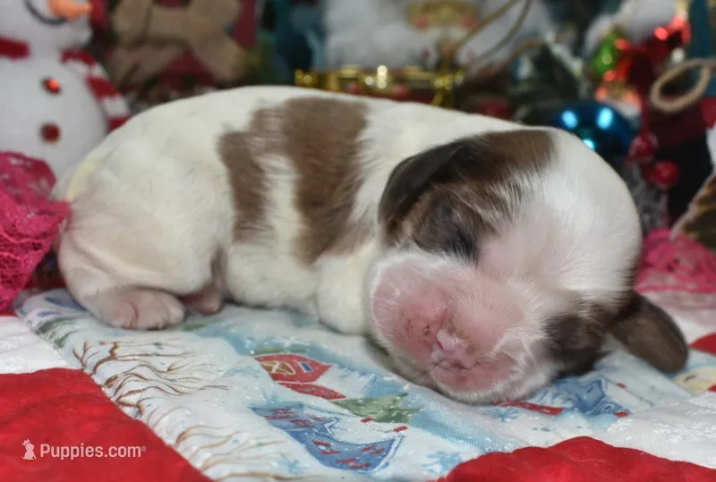 AKCsablepartimerlecockerpup – Cocker Spaniel puppy for sale in Peyton, CO