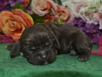 AKCSugarChocolateCockerPup, a female Cocker Spaniel for sale in Peyton, CO – 2 of 3