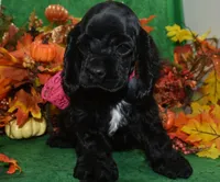 AKCAspenBlackCockerPup, a female Cocker Spaniel for sale in Peyton, CO – 1 of 4