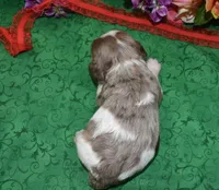 AKCChocTanPartiMerlecockerpup, a male Cocker Spaniel for sale in Colorado Springs, CO – Photo 3 of 3