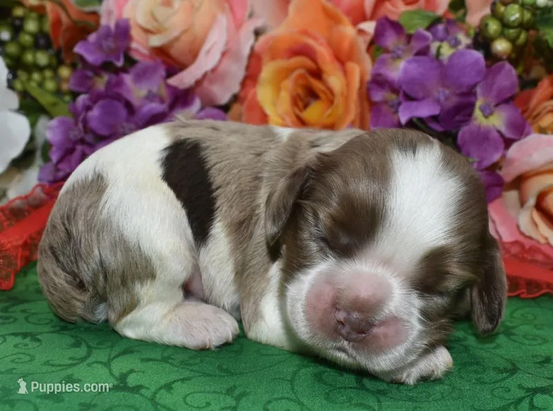 AKCChocTanPartiMerlecockerpup, a male Cocker Spaniel for sale in Colorado Springs, CO – Photo 1 of 3