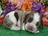 AKCChocTanPartiMerlecockerpup, a male Cocker Spaniel for sale in Colorado Springs, CO – Photo 1 of 3