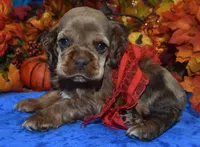 AKCKodachocolatesablemerlecockerpup, a male Cocker Spaniel for sale in Peyton, CO – 1 of 4