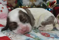 AKCchocolatesablepartimerlecockerpup, a female Cocker Spaniel for sale in Peyton, CO – 4 of 5