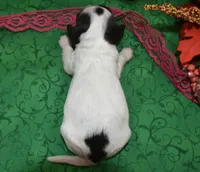BellablackPartiDoxiepoo, a female Poodle - Toy  and Miniature Dachshund for sale in Peyton, CO – 4 of 4