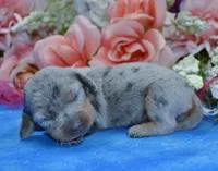 AKCSmidgehold, a female Miniature Dachshund for sale in Colorado Springs, CO – Photo 2 of 3